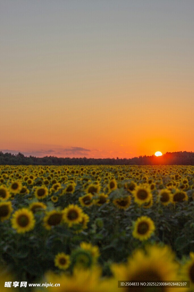 夕阳下的向日葵花海