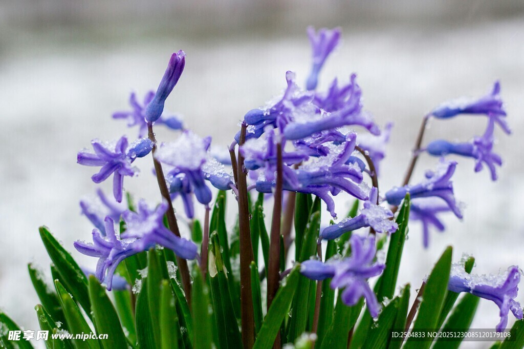 紫色风信子绽放的美丽
