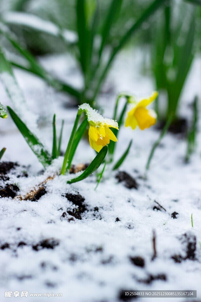雪中小黄花开