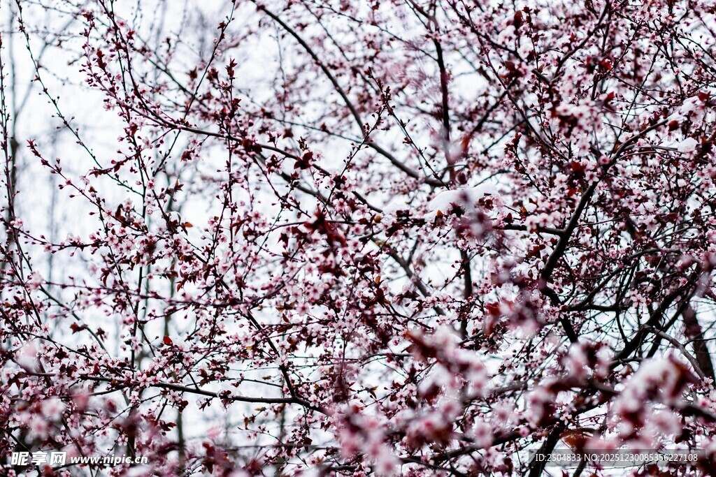 盛开的粉色繁花