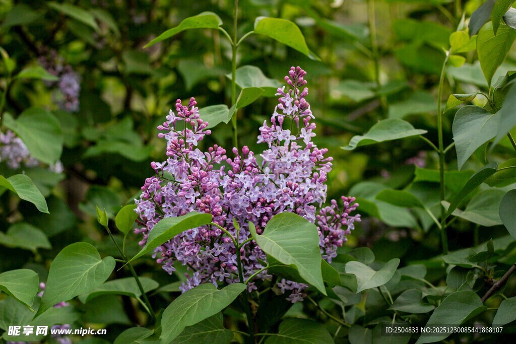 紫丁香绽放于绿叶间