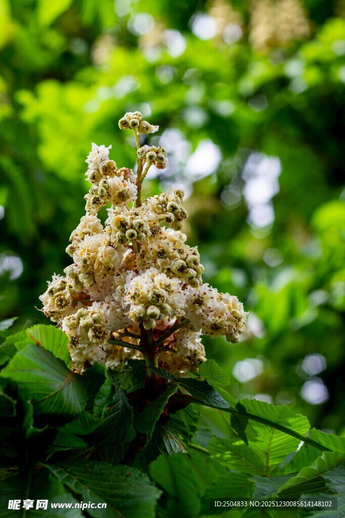 盛开的七叶树花朵