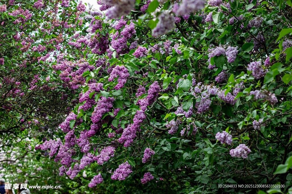 紫色花丛绽放生机