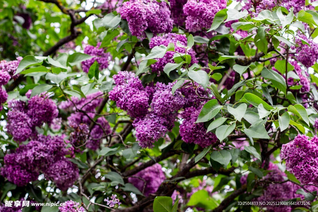 紫丁香绽放 繁花似锦