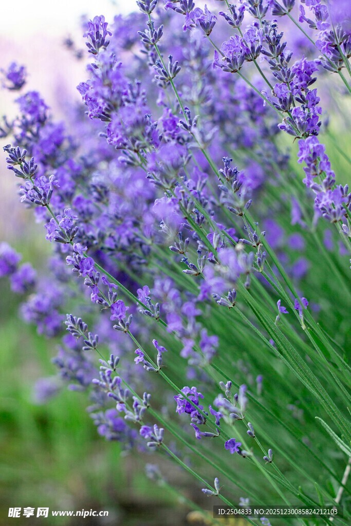 浪漫紫色薰衣草花束