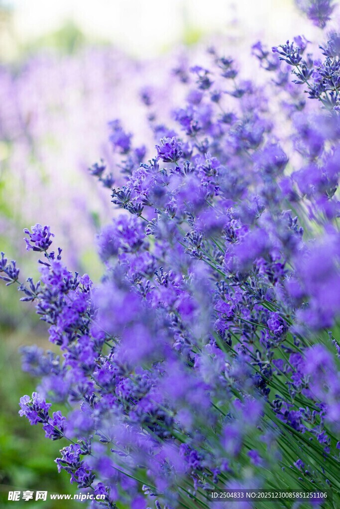 浪漫紫色薰衣草花田