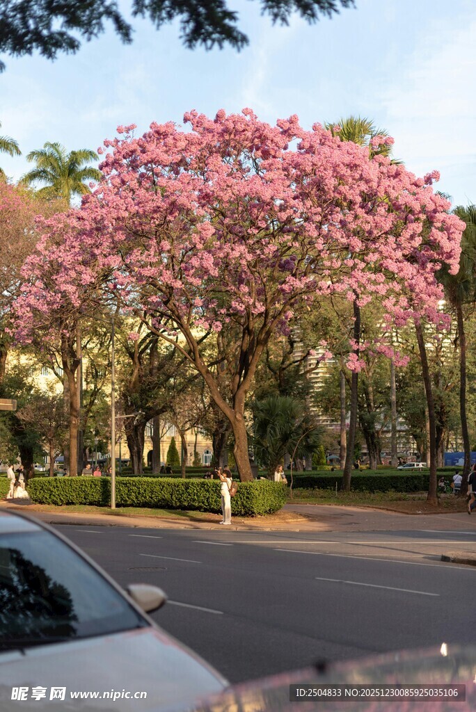 路边盛开的美丽粉色繁花