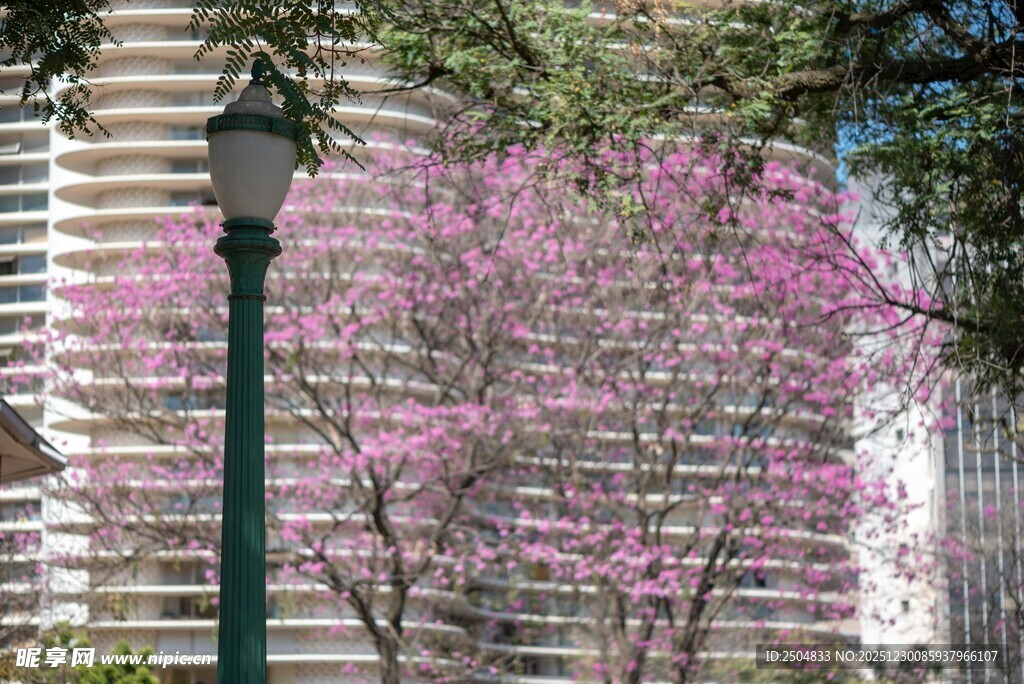 城市中绽放的粉花树