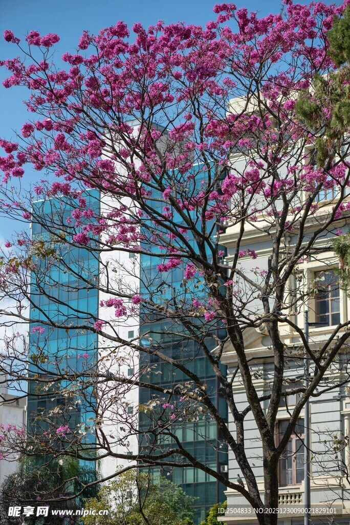 城市中绽放的绚烂粉花树