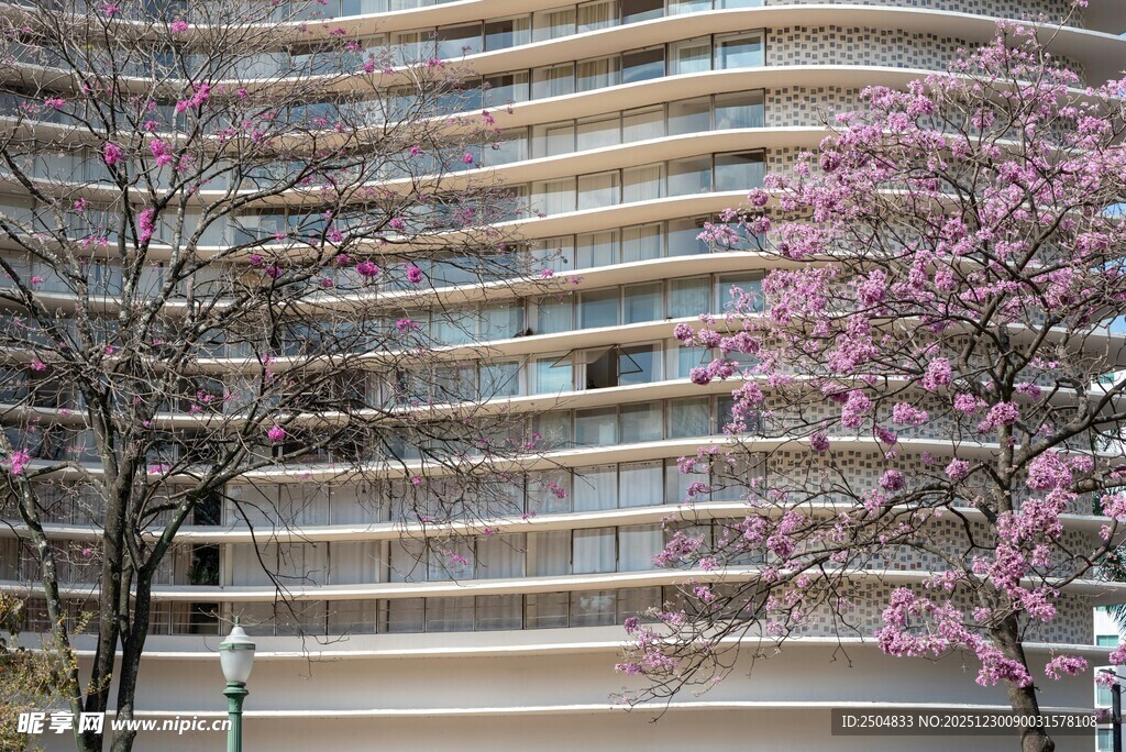 高楼旁绽放的烂漫春花
