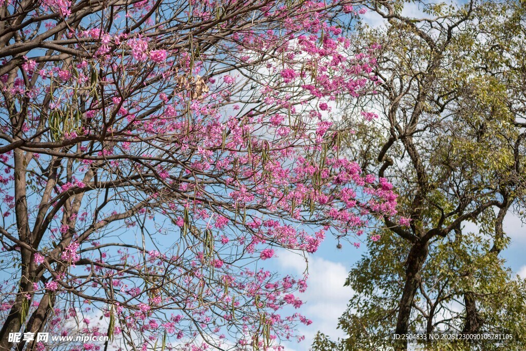 春日繁花盛开的树木景观