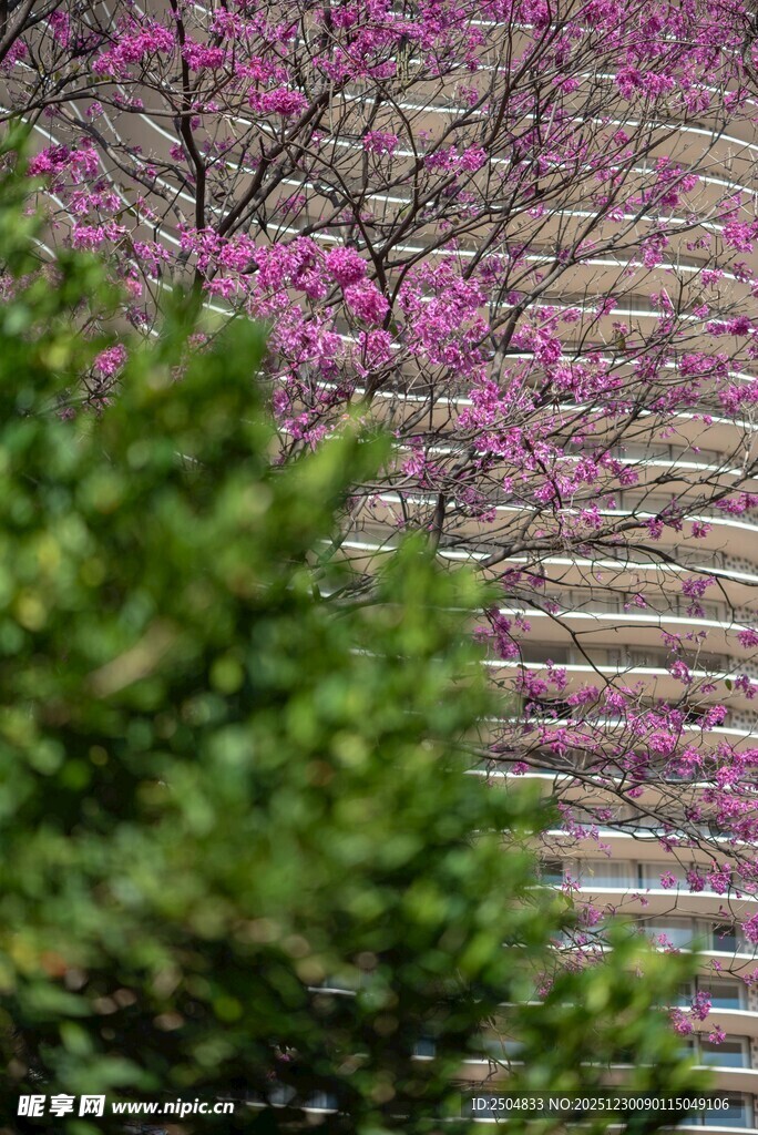 繁花映墙 绿意相伴之景