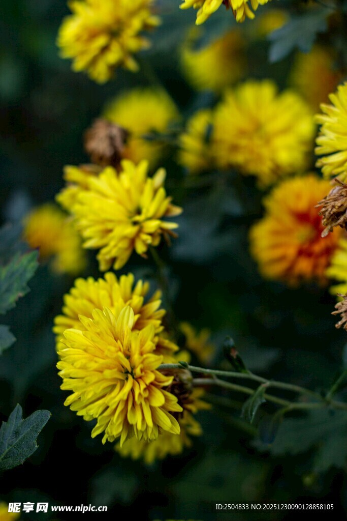绽放的黄色菊花