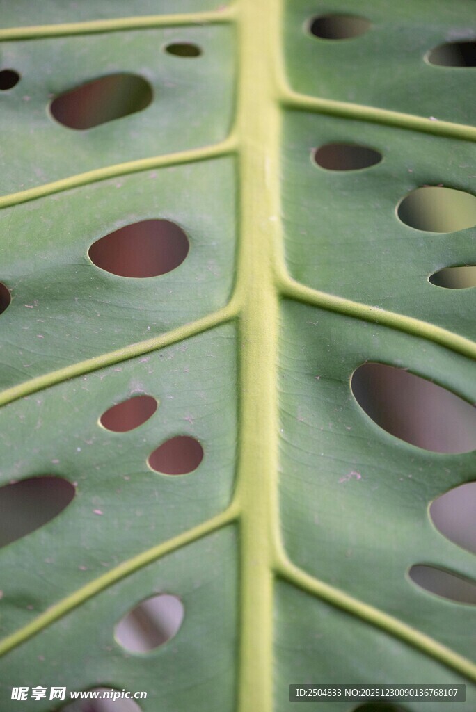 镂空叶脉特写