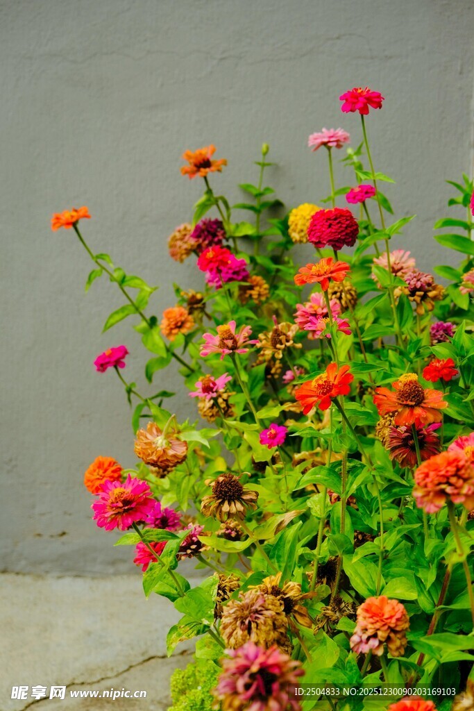 多彩花卉绽放墙边