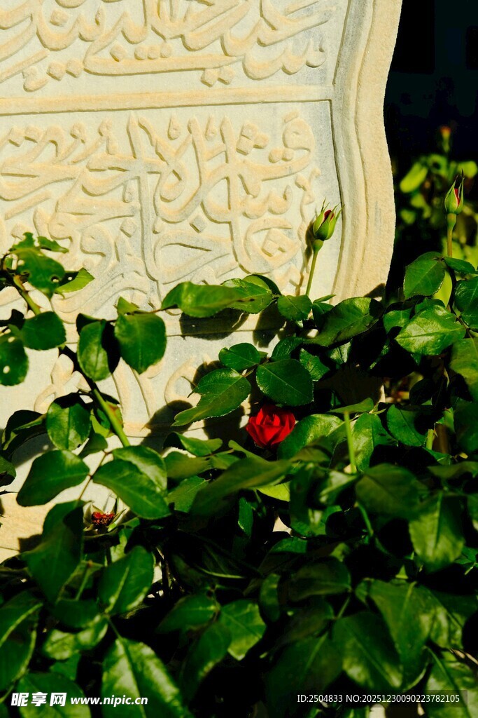 绿叶间的娇艳红花