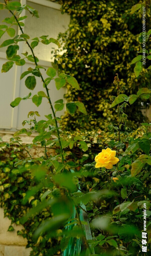 绿叶丛中绽放的黄玫瑰