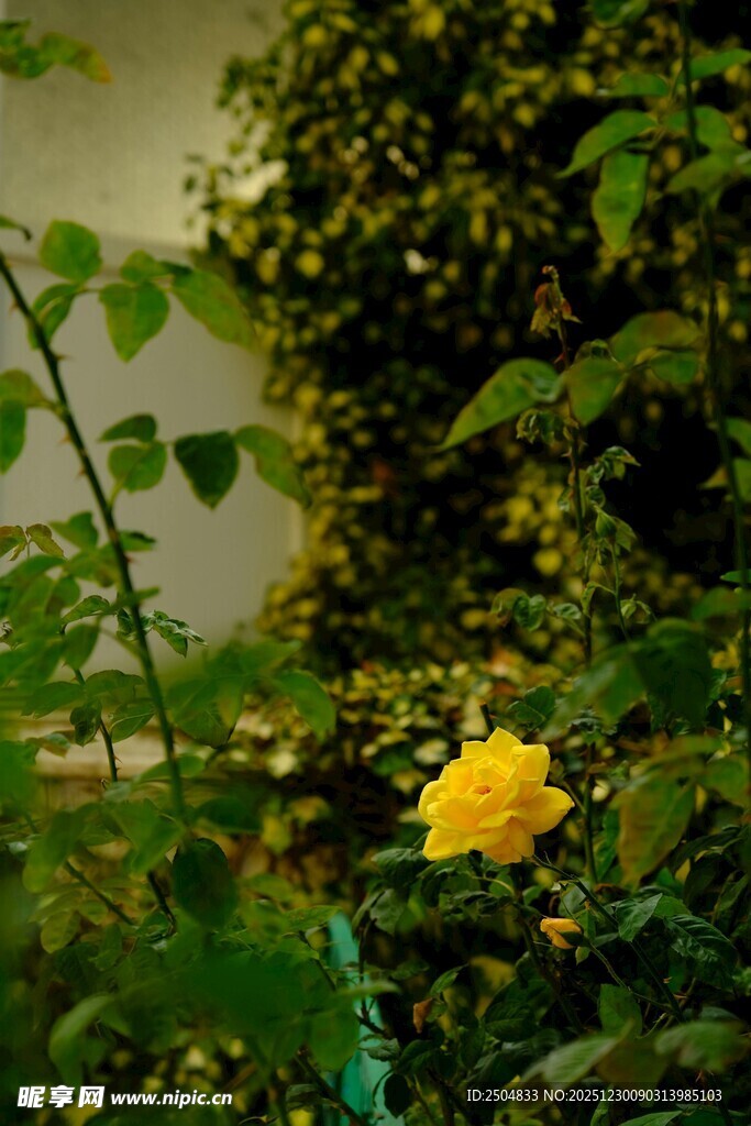 绿叶丛中绽放的黄色花朵