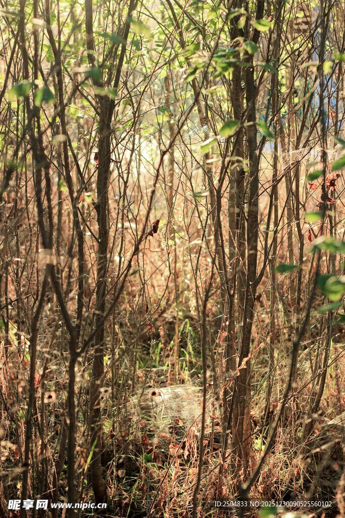 茂密树林中的自然景象