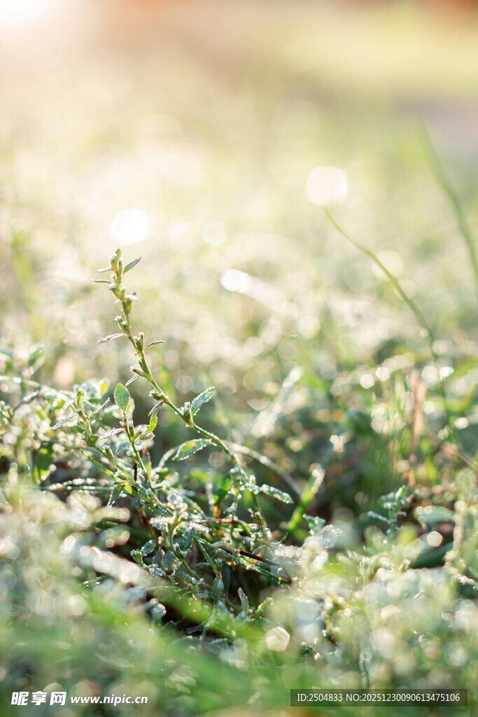 阳光下的嫩绿小草