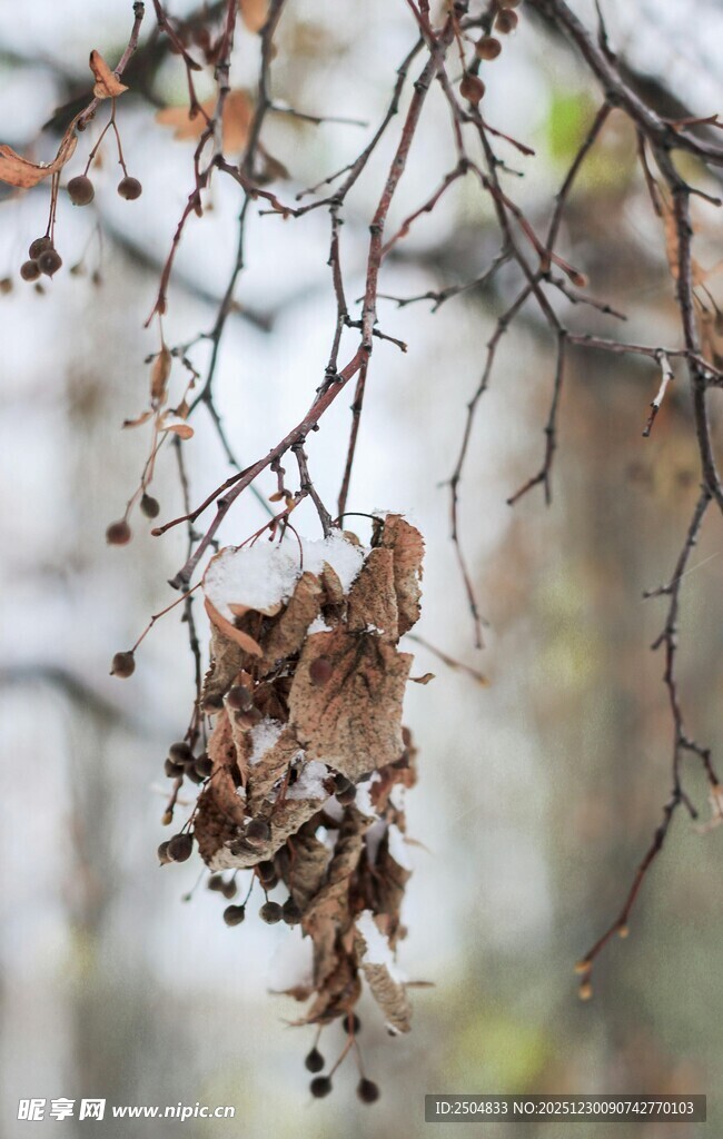 残叶挂枝 尽显冬日萧瑟