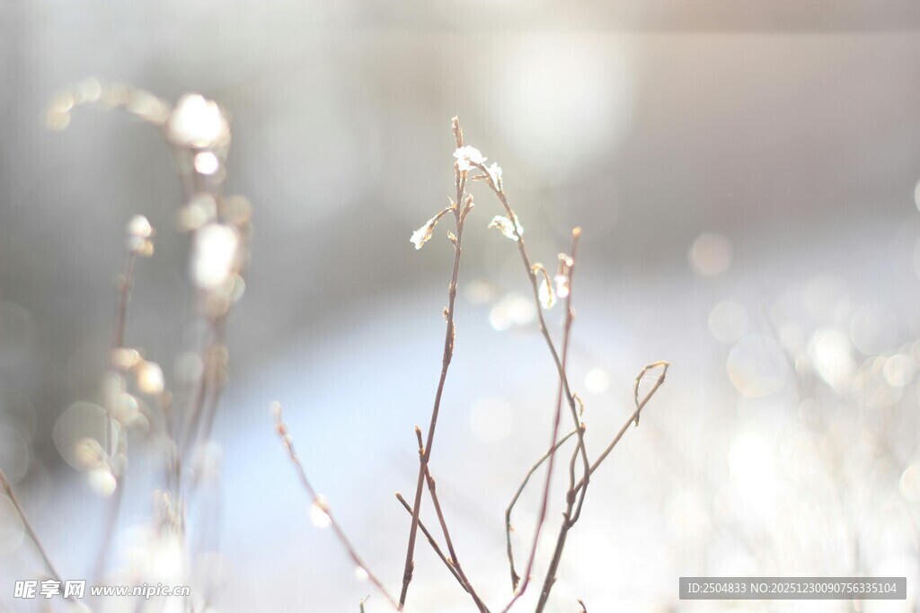 阳光下的纤细植物