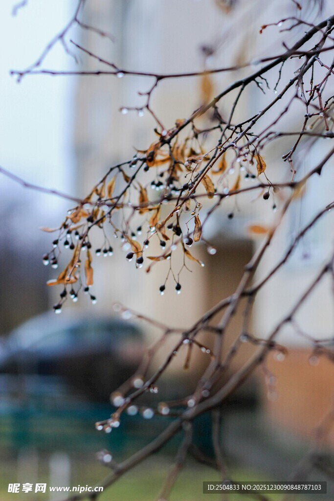 枝头挂雪的萧瑟冬日景象