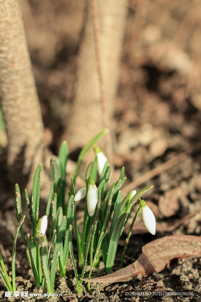 泥土中绽放的清新雪花莲