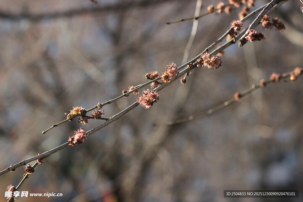 枝头绽放的稀疏小花
