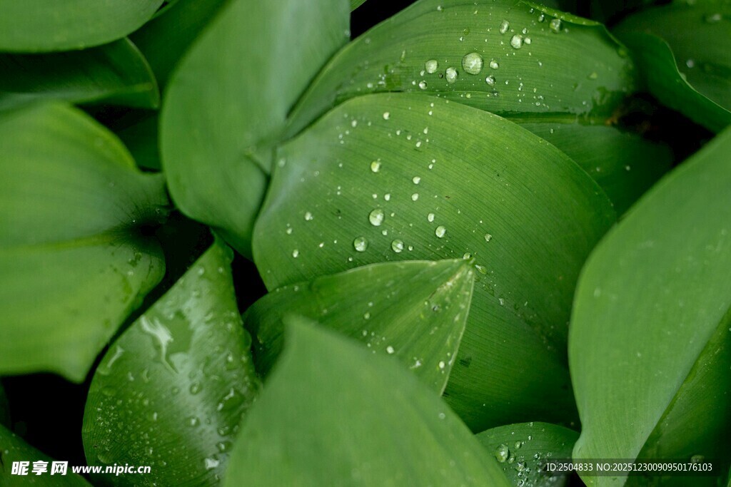 带水珠的翠绿叶片