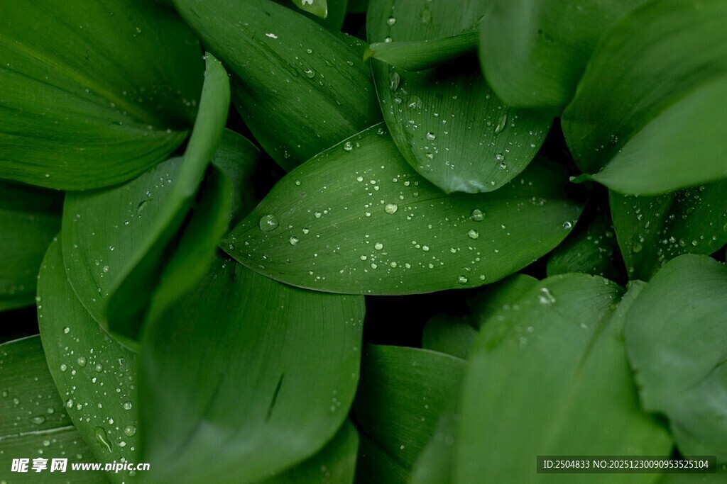 带水珠的翠绿叶片