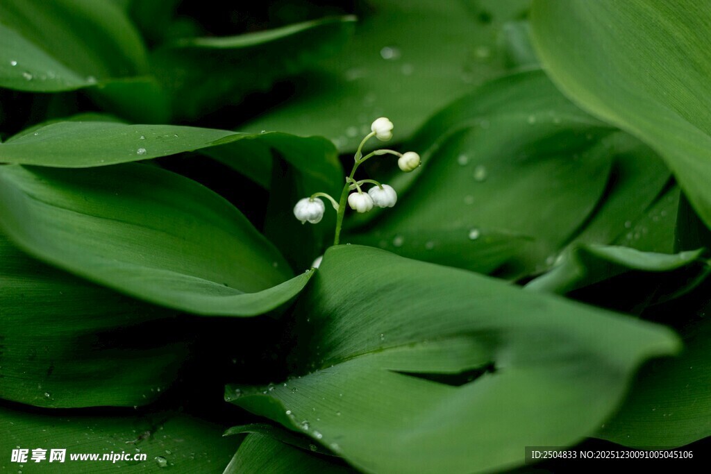 铃兰花绽放于翠绿叶片间
