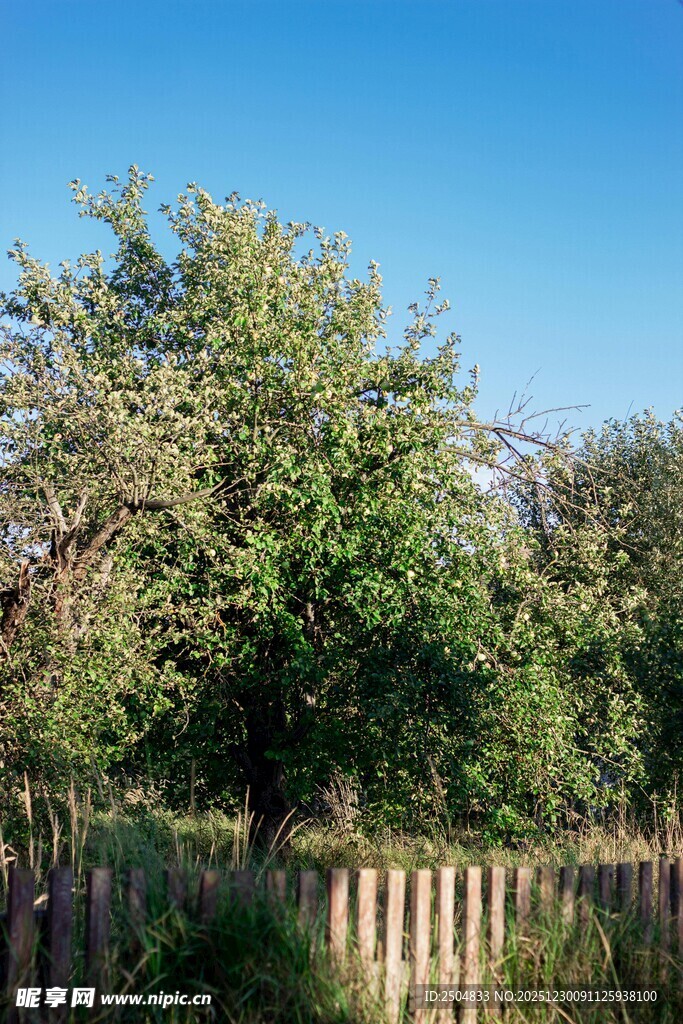 木栅栏旁葱郁树木