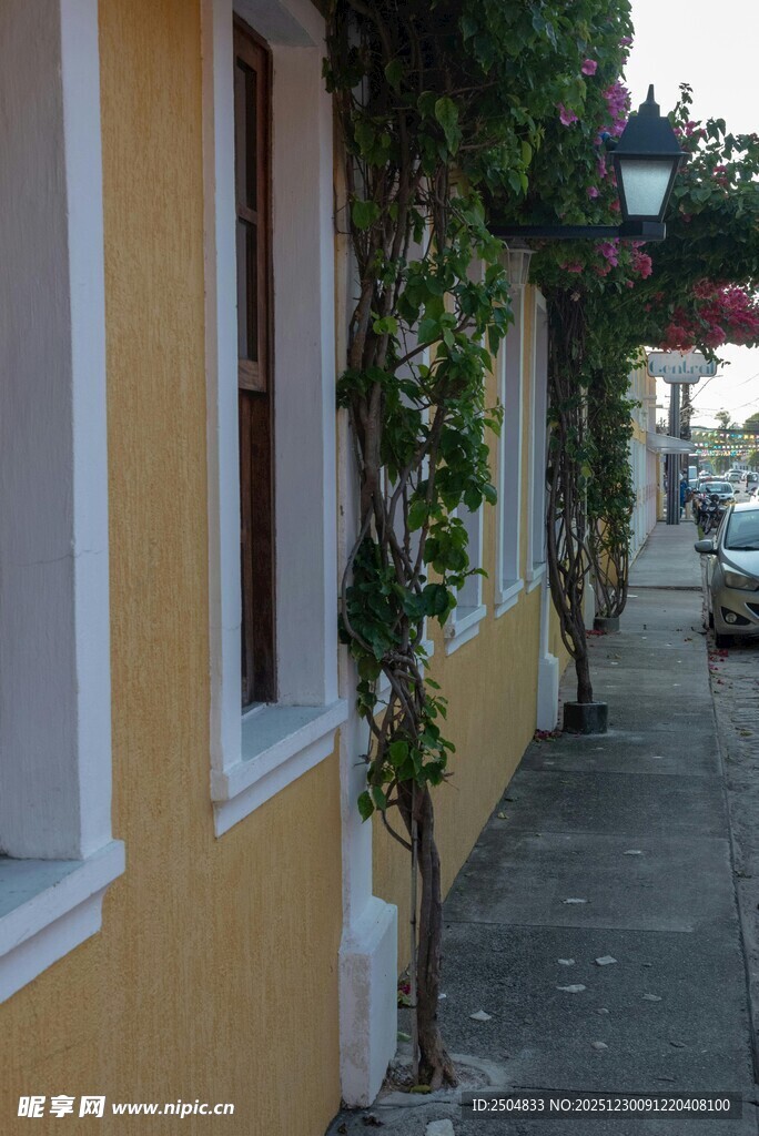 黄墙小巷旁的绿植景致