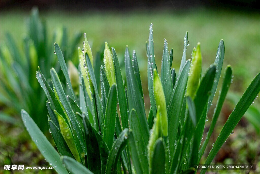 嫩绿麦苗生机盎然