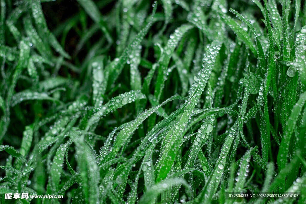 带露珠的嫩绿青草