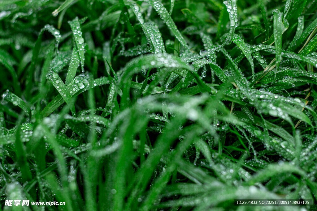 嫩绿麦苗覆水珠