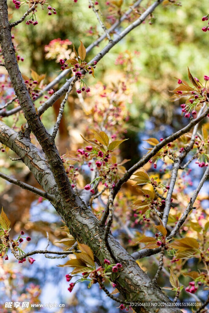 秋日斑斓树枝特写