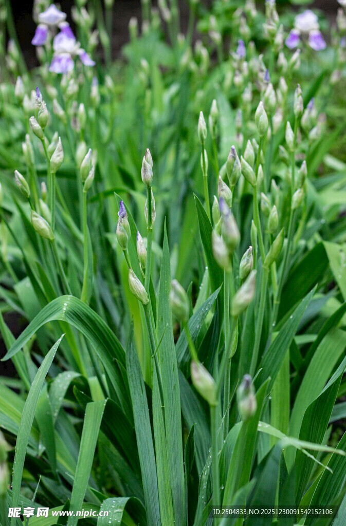葱郁草地中的紫色小花