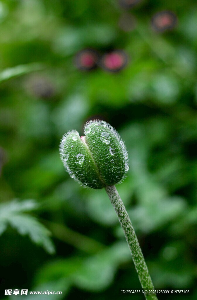 带露珠的绿色花蕾