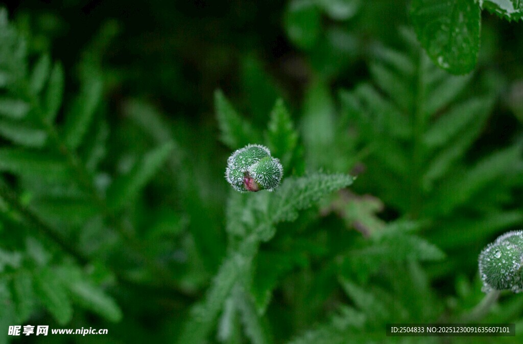 嫩绿蕨类植物特写
