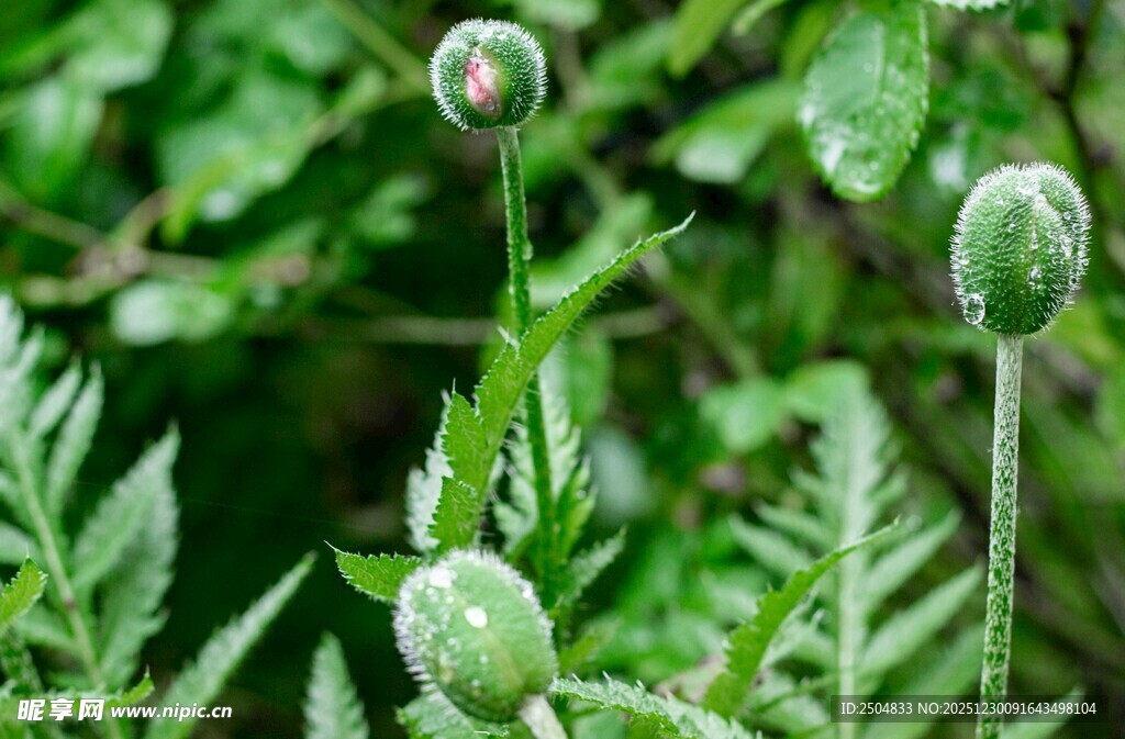 带水珠的绿色植物花苞
