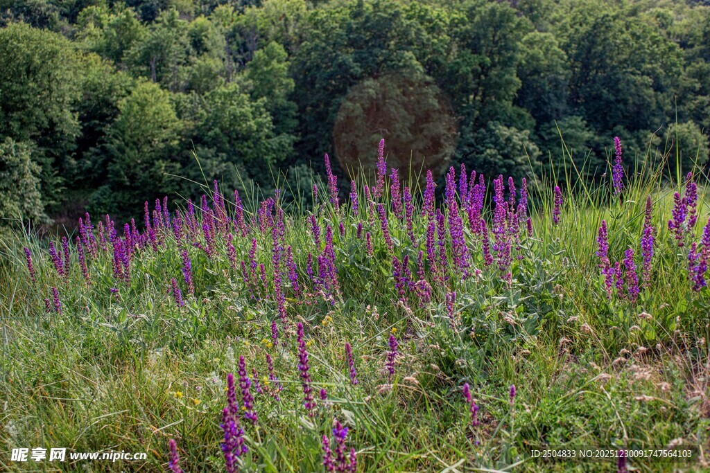 紫色花丛中的自然美景