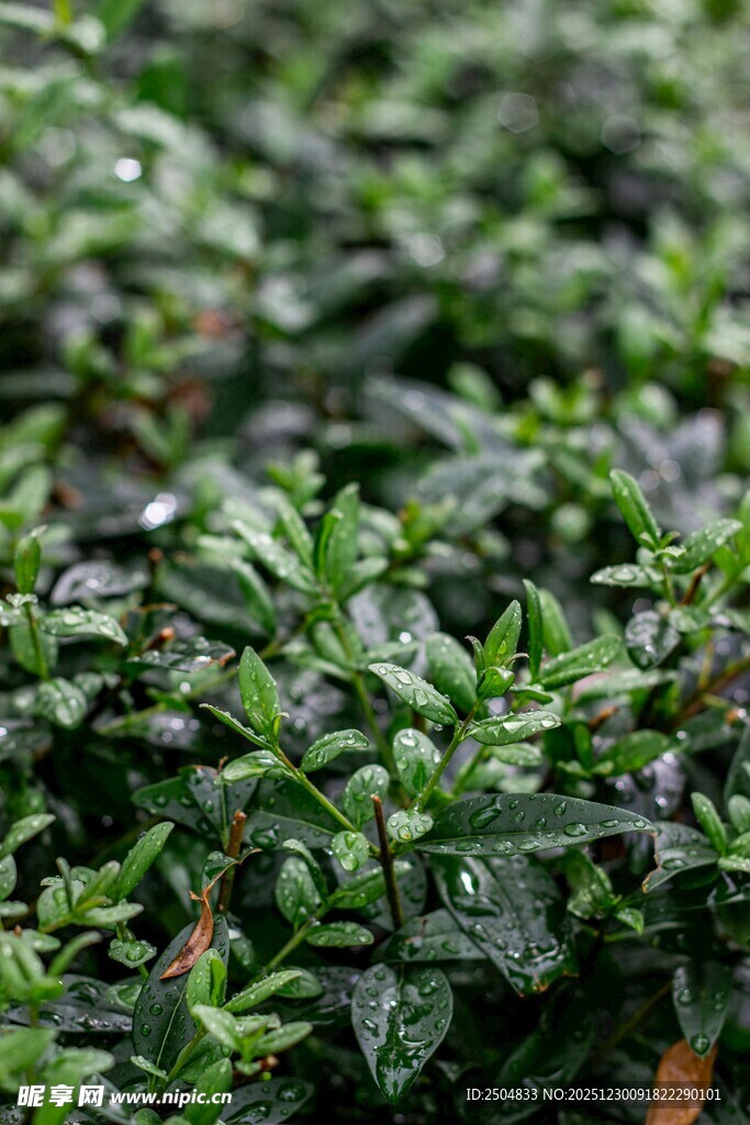 翠绿欲滴的鲜嫩茶叶