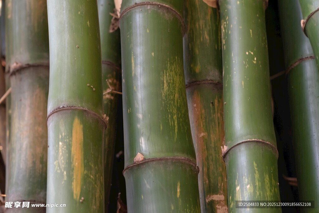 翠绿挺拔的竹子