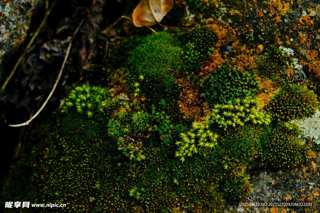 苔藓丛中的多彩小植物