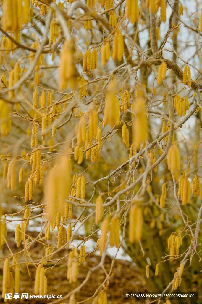 金黄柳枝垂挂的美丽景致