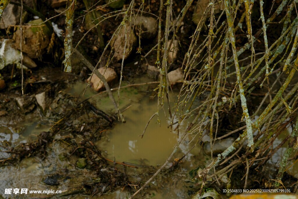 泥泞草丛中的积水景象