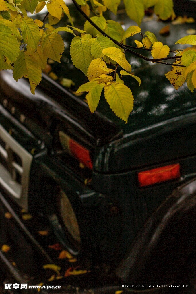 秋叶覆于复古相机之上