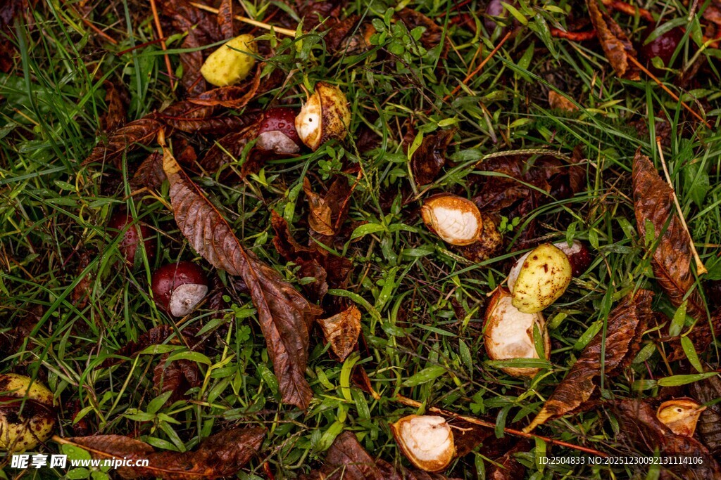 草地上的多彩坚果与枝叶